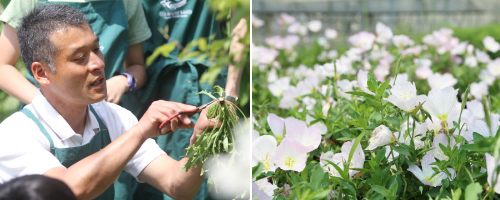 Harvest ハーヴェスト 新潟県燕市 ハーブ 花苗 ハチミツ 米の農場直販 コーチング 各種講座 講演